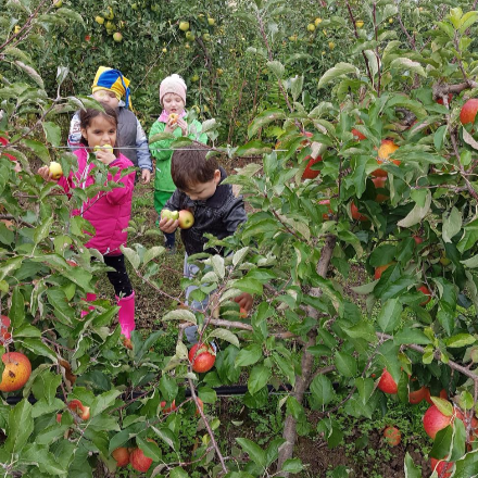 Az almáskertben jártak az óvodások